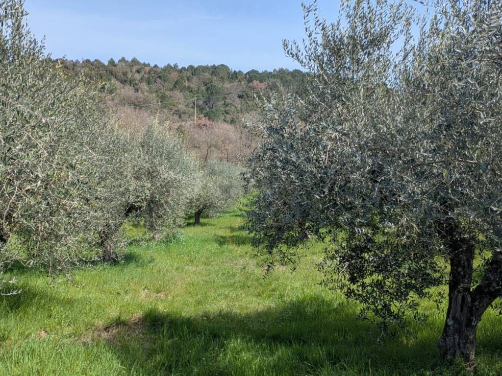 Terreno a Isernia in Contrada Valle Soda - Foto 2
