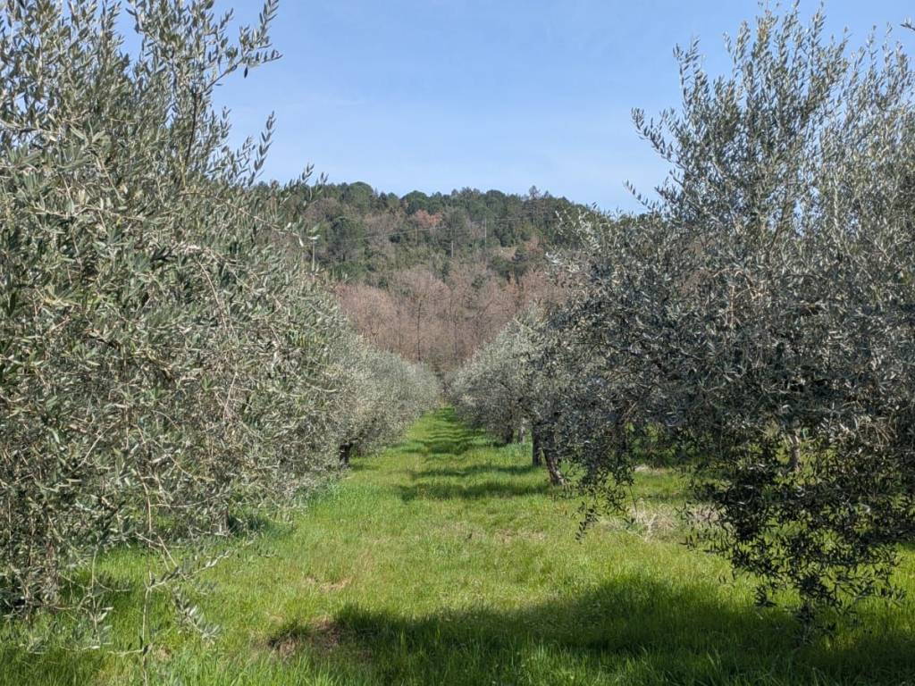 Terreno a Isernia in Contrada Valle Soda - Foto 3