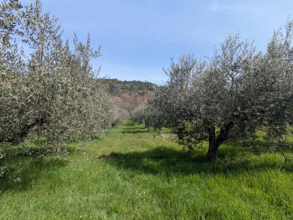 Terreno a Isernia in Contrada Valle Soda - Foto 4