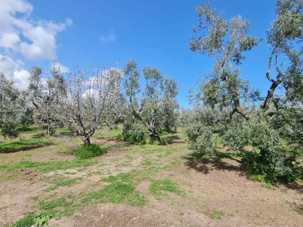 Terreno a Bisceglie - Foto 2