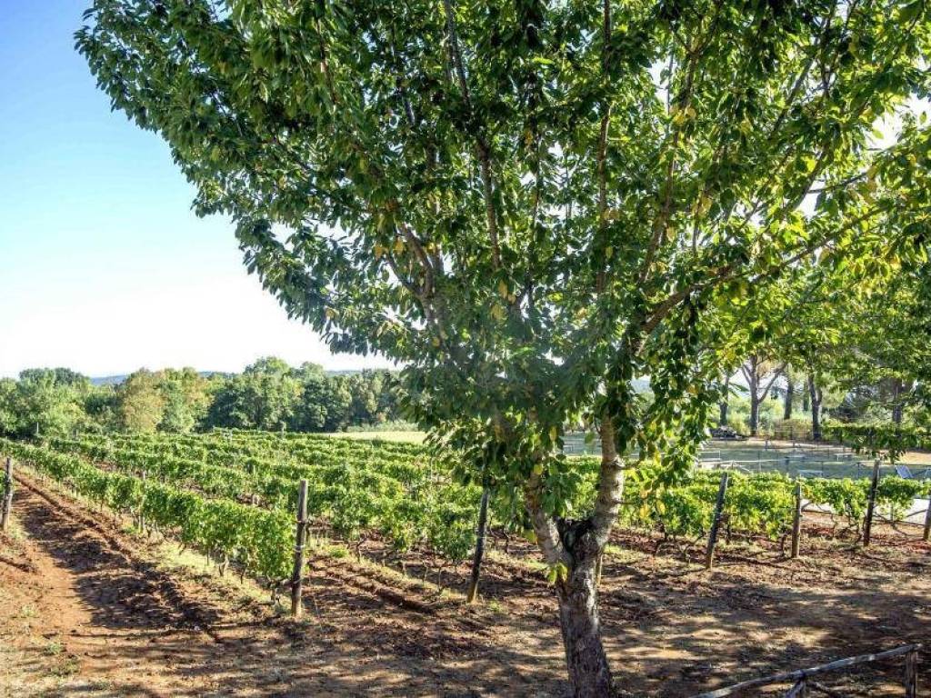 Villa a Gavorrano - Foto 3