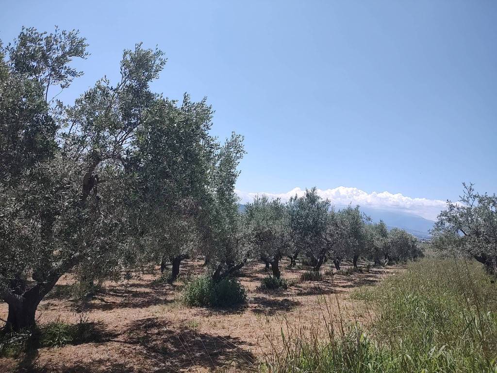 Terreno a Spoltore in Via Pescarina - Foto 5