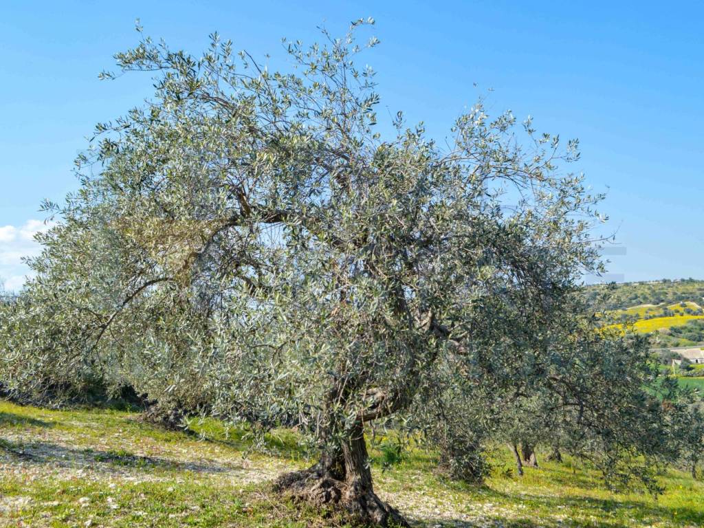 Terreno a Noto in Via Tommaso Fazello, 228 - Foto 3