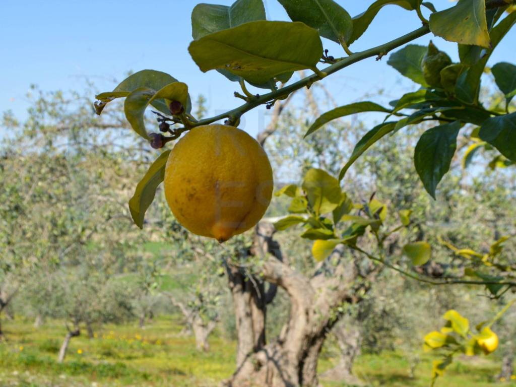 Terreno a Noto in Via Tommaso Fazello, 228 - Foto 4