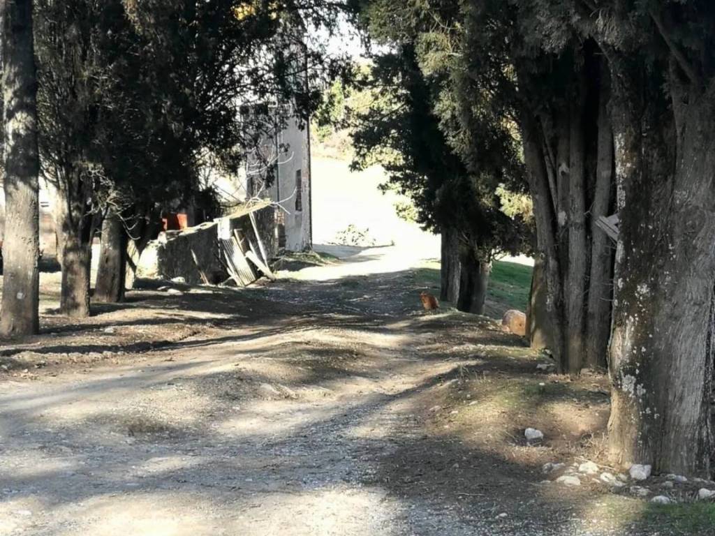 Rustico / casale a Casole d'elsa in Località Podere la Serra - Foto 5