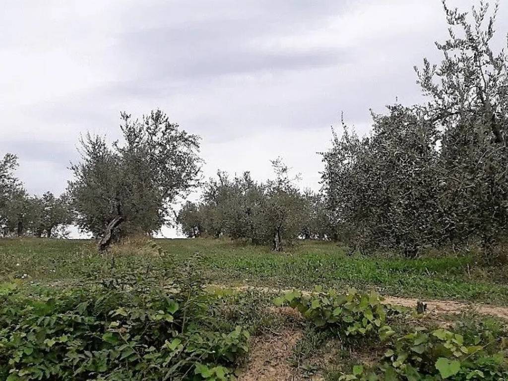 Terreno a Basciano in Via Della Madonnina, 36 - Foto 3