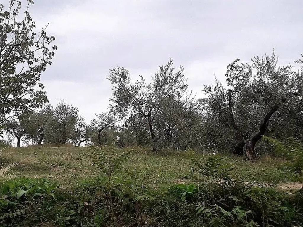 Terreno a Basciano in Via Della Madonnina, 36 - Foto 4