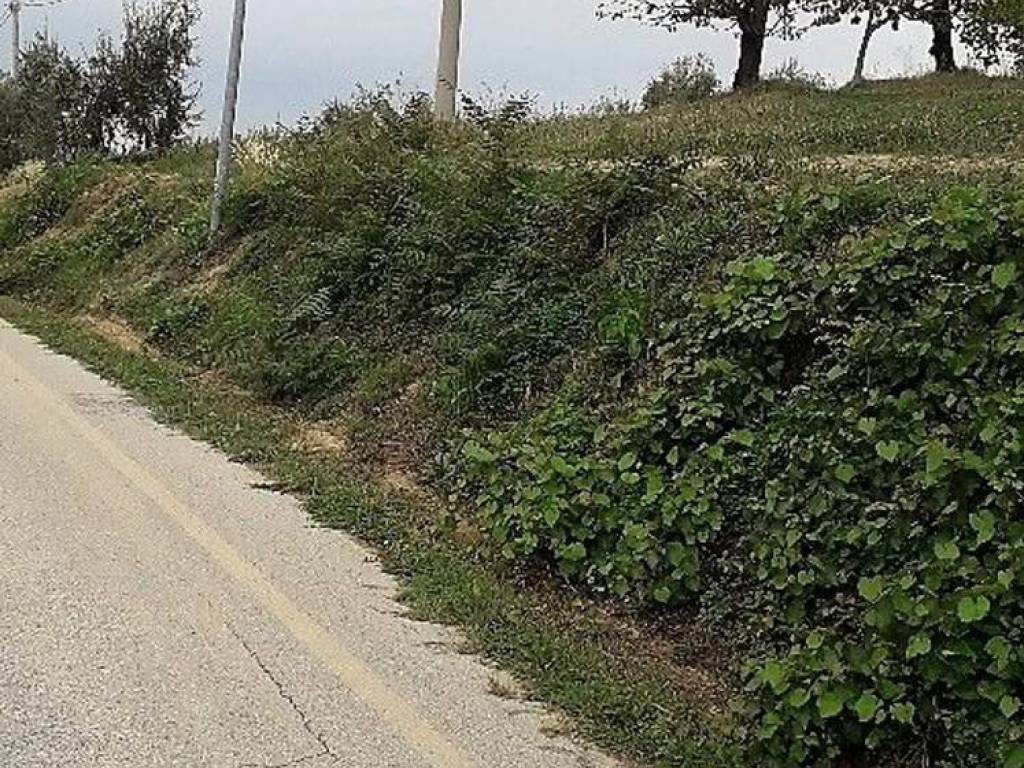 Terreno a Basciano in Via Della Madonnina, 36 - Foto 5