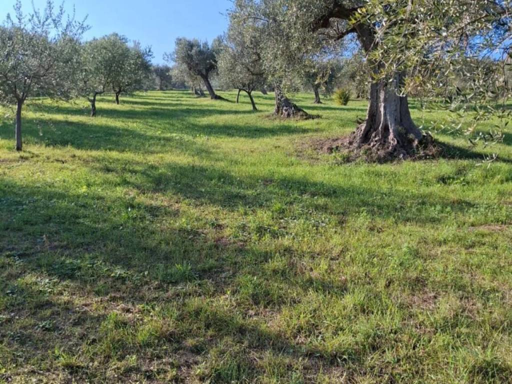 Terreno a Basciano in Contrada Cretone - Foto 2