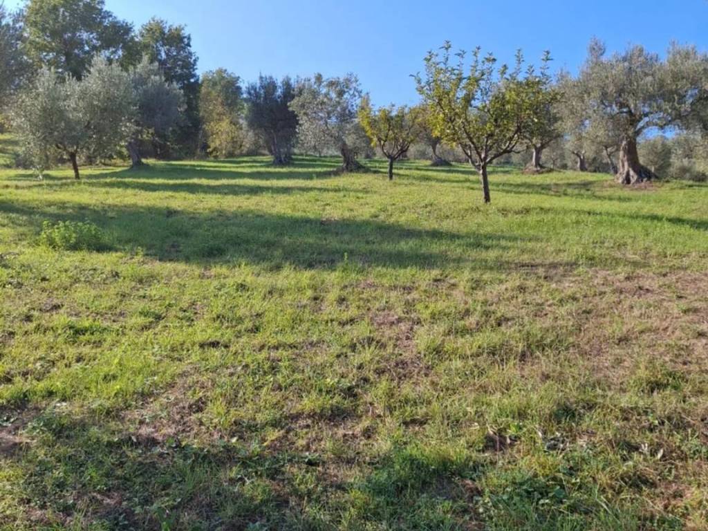 Terreno a Basciano in Contrada Cretone - Foto 3