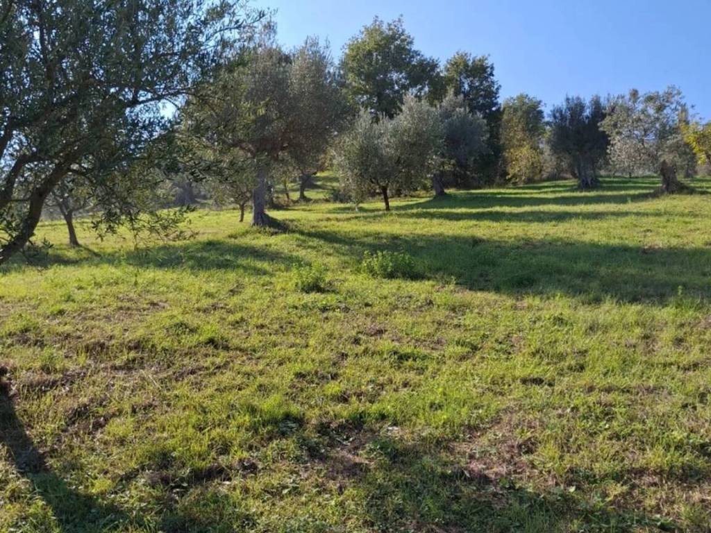Terreno a Basciano in Contrada Cretone - Foto 4