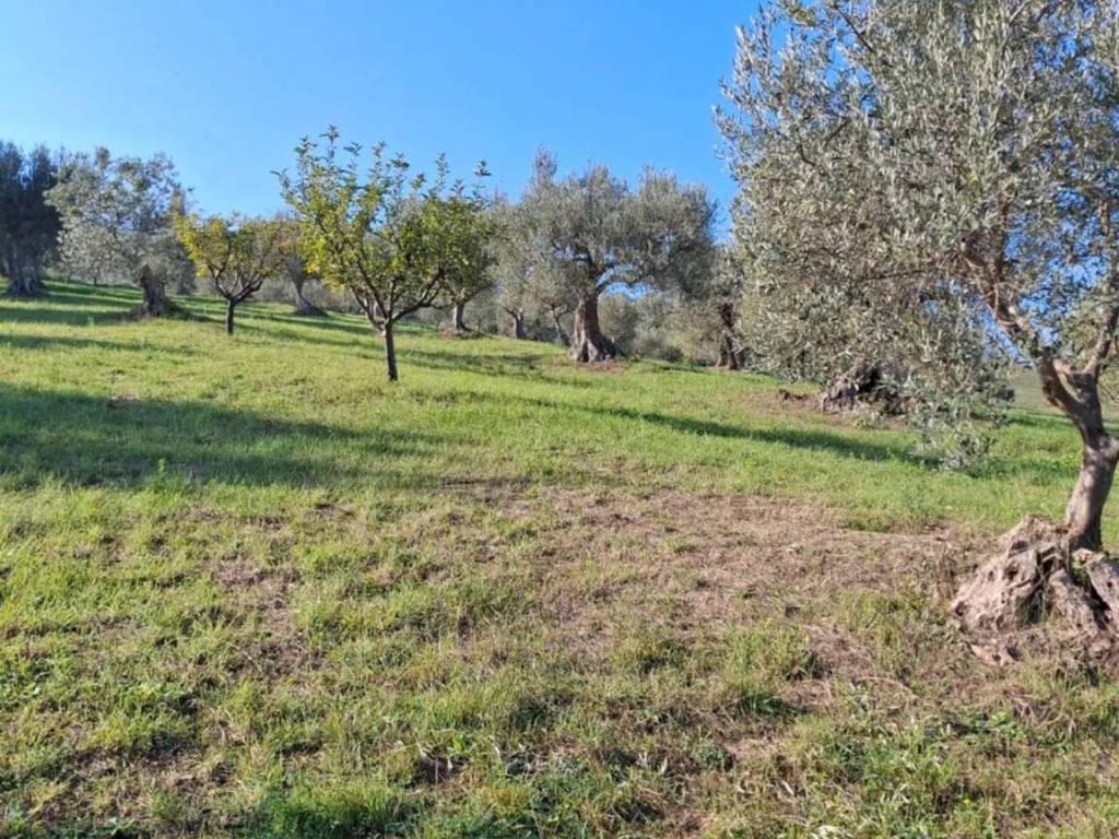 Terreno a Basciano in Contrada Cretone - Foto 5