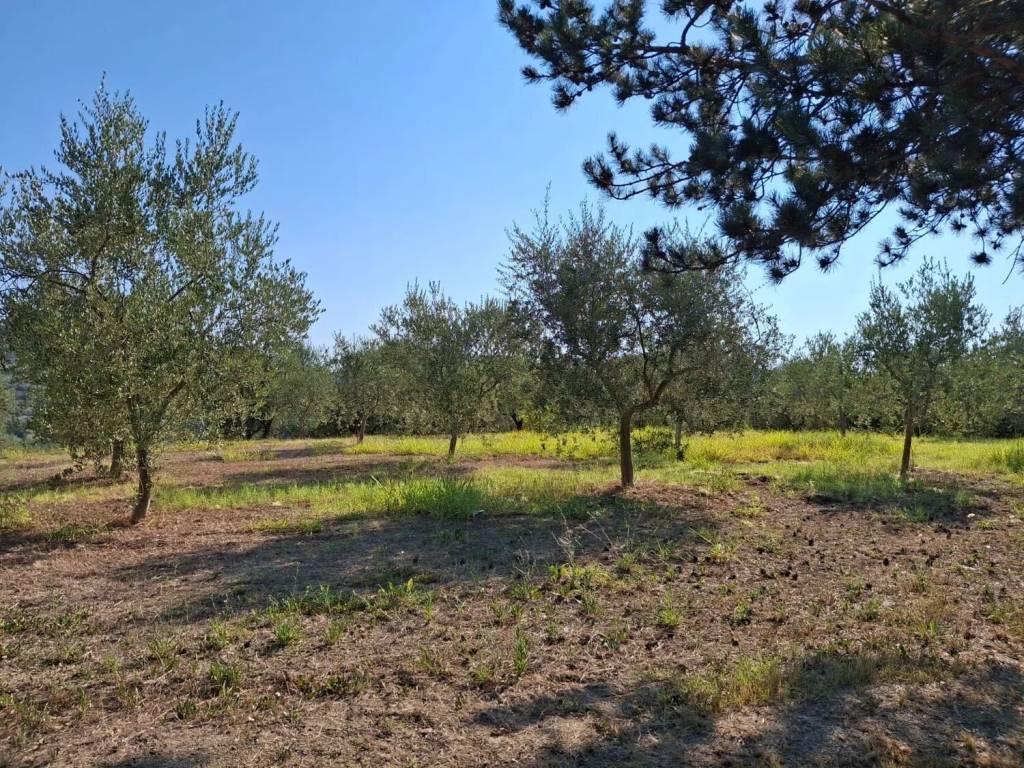 Terreno a Montefino in Case Sparse S.N.C. - Foto 2