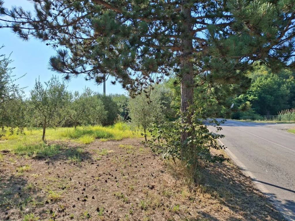 Terreno a Montefino in Case Sparse S.N.C. - Foto 4