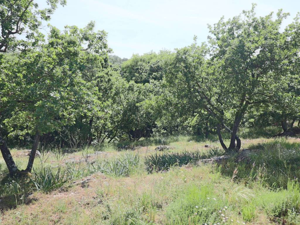 Terreno a Vetralla in località Dogane - Foto 2