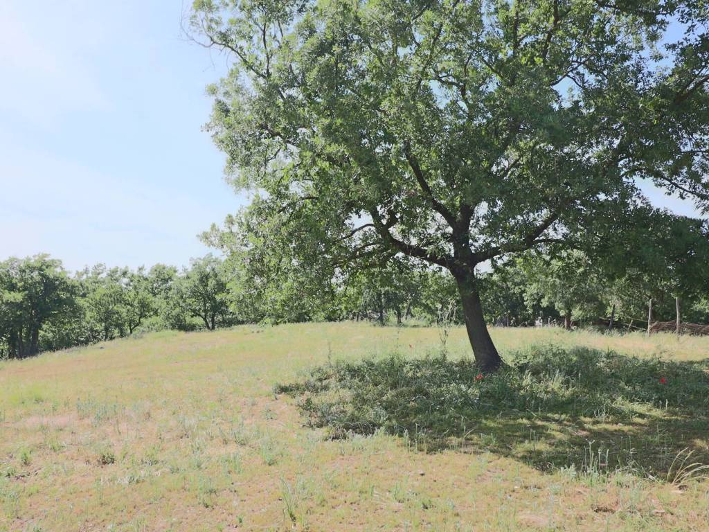 Terreno a Vetralla in località Dogane - Foto 4