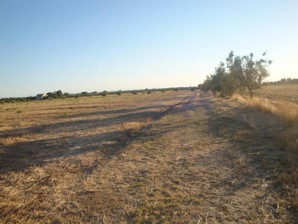 Terreno a Bibbona - Foto 2