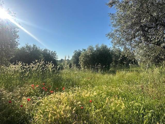 Terreno a Magliano in toscana - Foto 4
