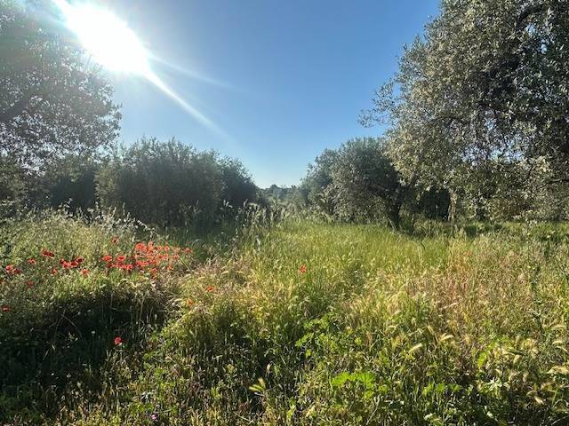 Terreno a Magliano in toscana - Foto 5