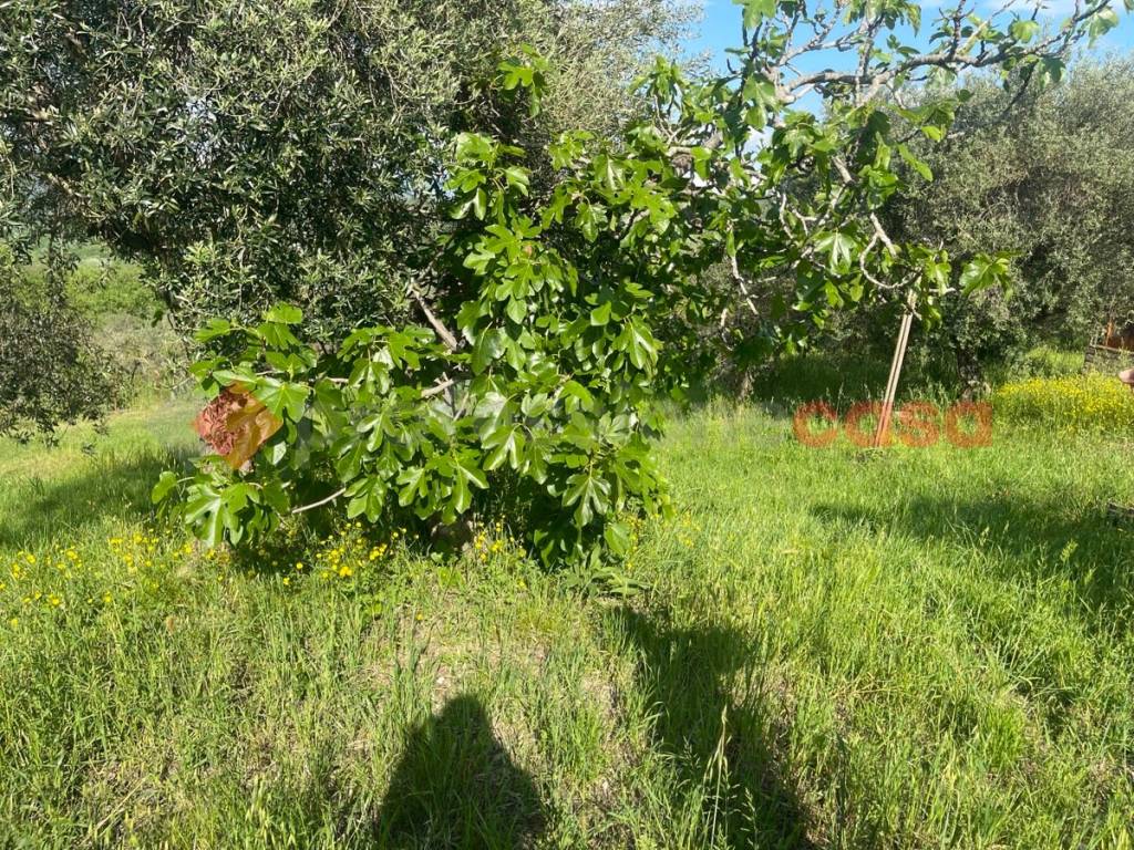 Terreno a Minturno in Via Cadorna - Foto 4