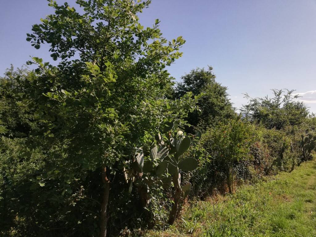 Terreno a Ruviano in Via Scoccilli - Foto 2