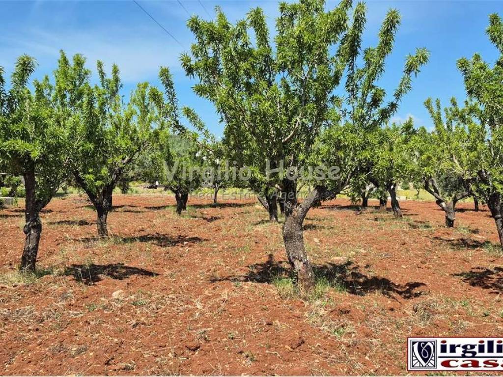 Terreno a Ostuni - Foto 4