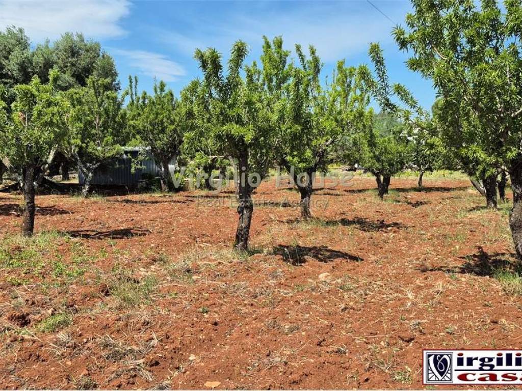 Terreno a Ostuni - Foto 5