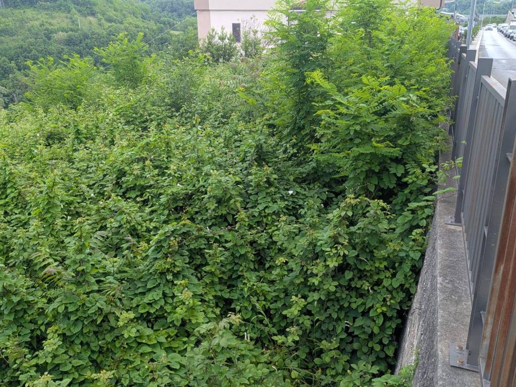 Terreno a Isernia in Via Roma - Foto 5
