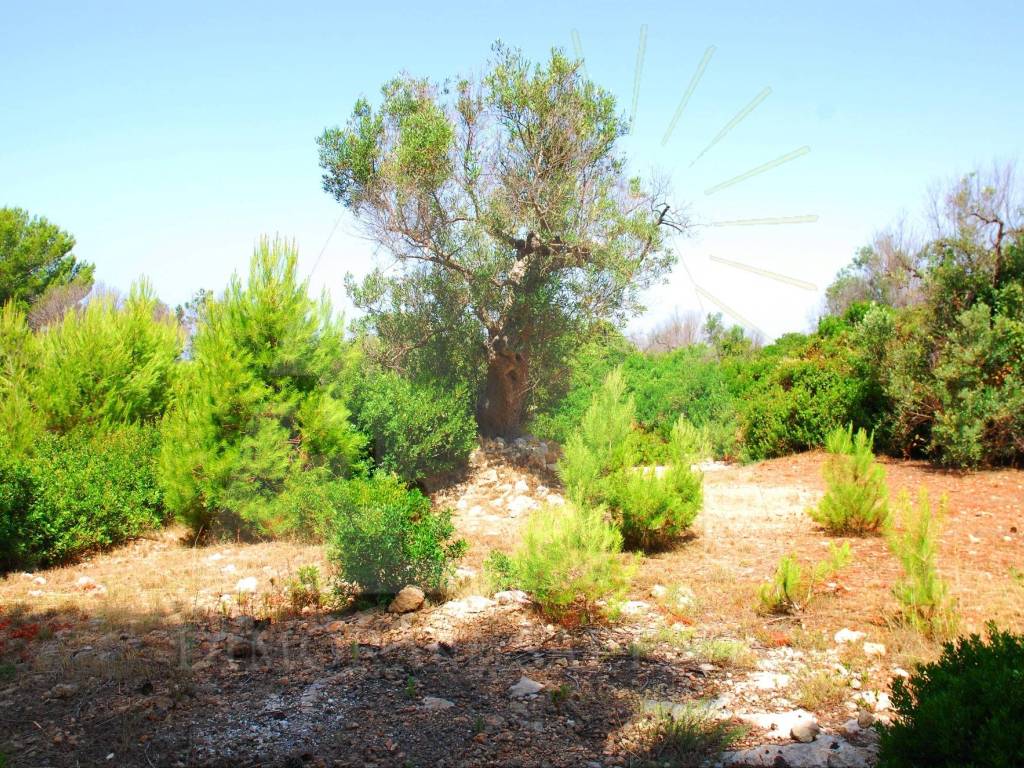 Terreno a Salve in Strada Comunale Salve Pescoluse - Foto 4