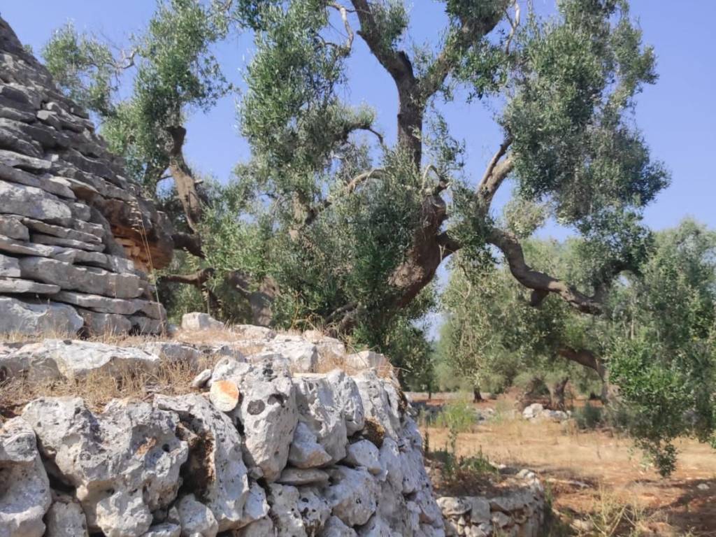 Rustico / casale a Ceglie messapica in C.da Pezze Sant'Angelo - Foto 3