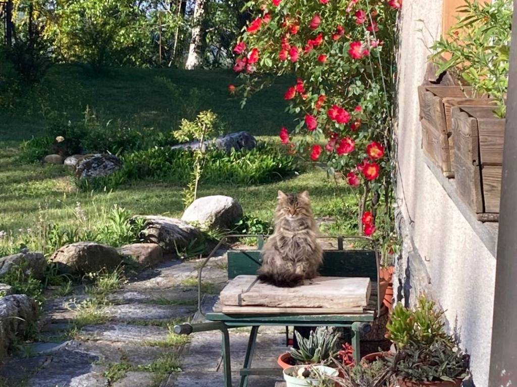 Villa a Cittiglio - Foto 4