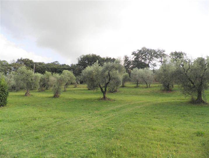 Rustico / casale a Bibbona in Strada Provinciale 15 - Foto 5