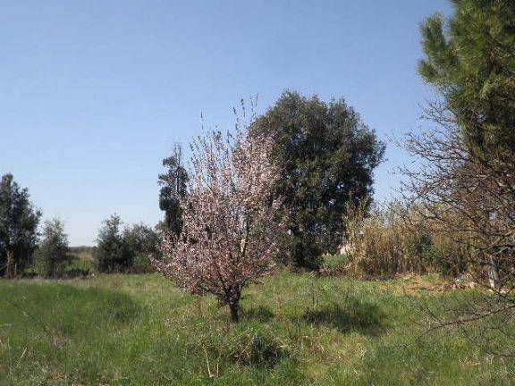 Rustico / casale a Rosignano marittimo - Foto 5