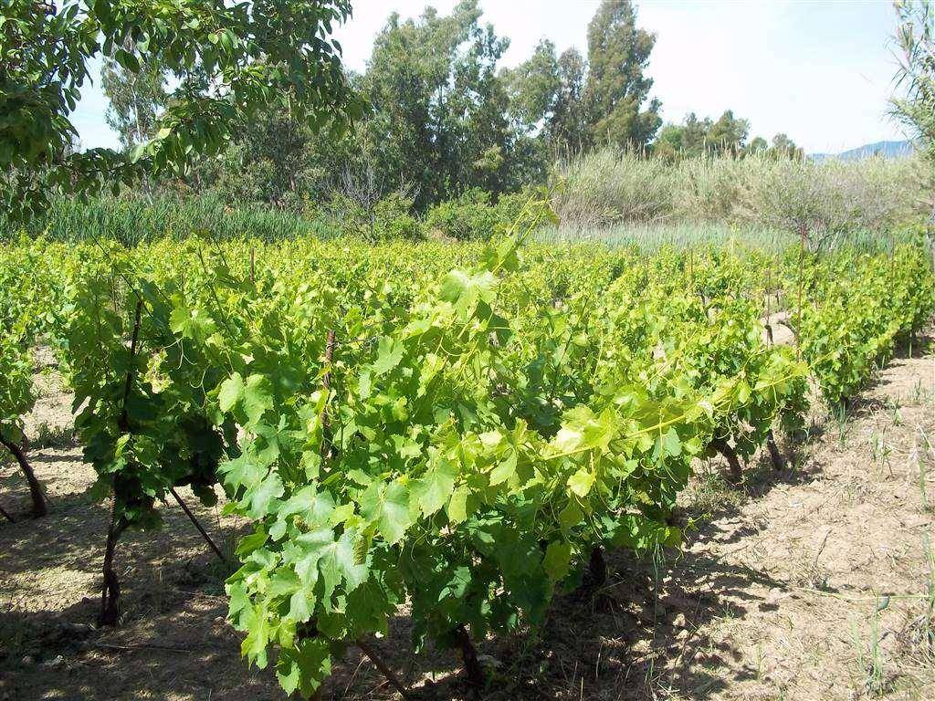 Terreno a Tortolì in Località Salinas - Foto 2