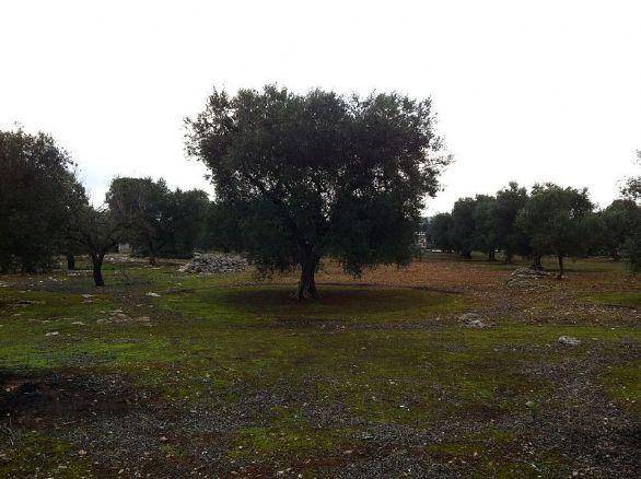 Terreno a Nardò in Via Lecce - Foto 5