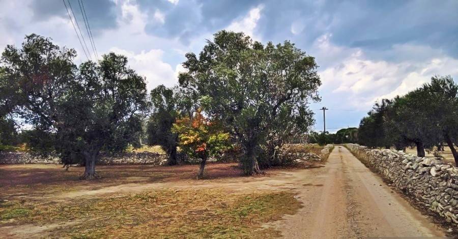 Terreno a Melendugno in Strada Provinciale 297 - Foto 2