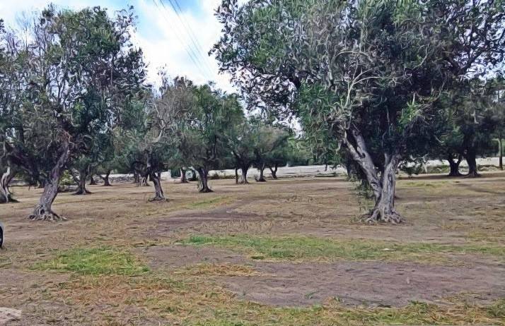 Terreno a Melendugno in Strada Provinciale 297 - Foto 3