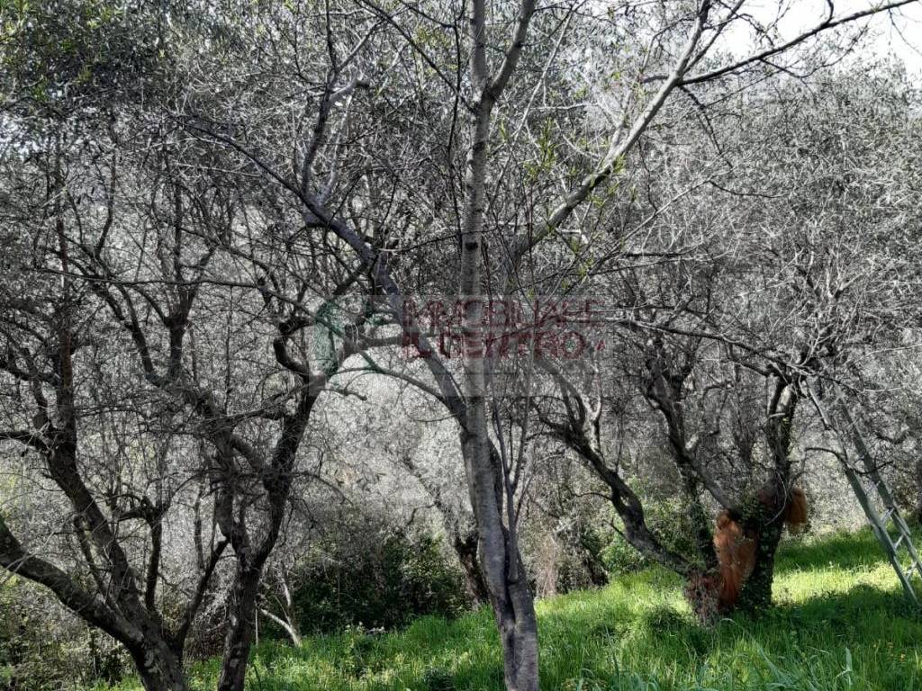 Terreno a Sarzana - Foto 2