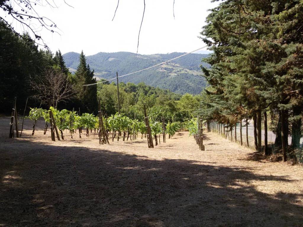 Rustico / casale a Monte santa maria tiberina - Foto 3