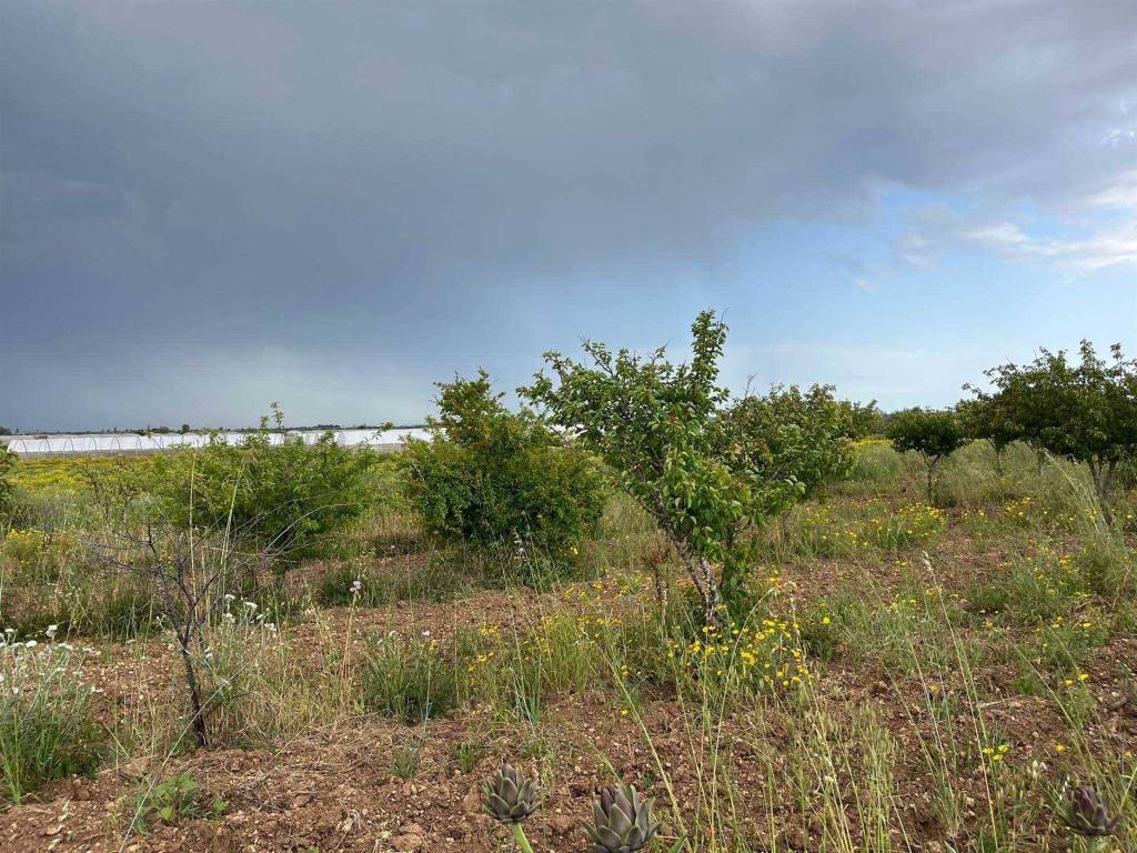 Terreno a Noto in Strada Provinciale Saline-Panze-Longarini - Foto 2
