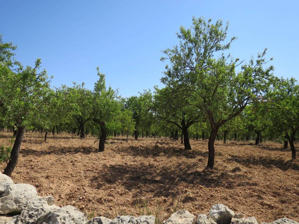 Terreno a Noto in Strada Statale Sud Occidentale Sicula - Foto 3