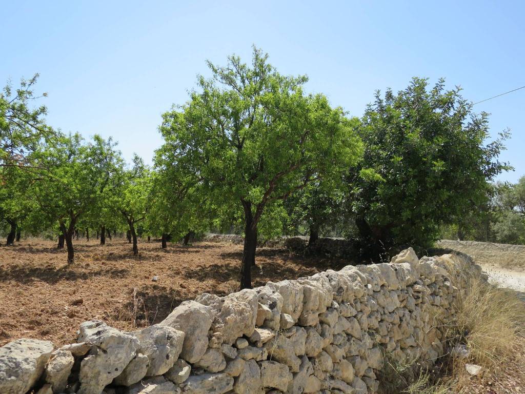 Terreno a Noto in Strada Statale Sud Occidentale Sicula - Foto 4