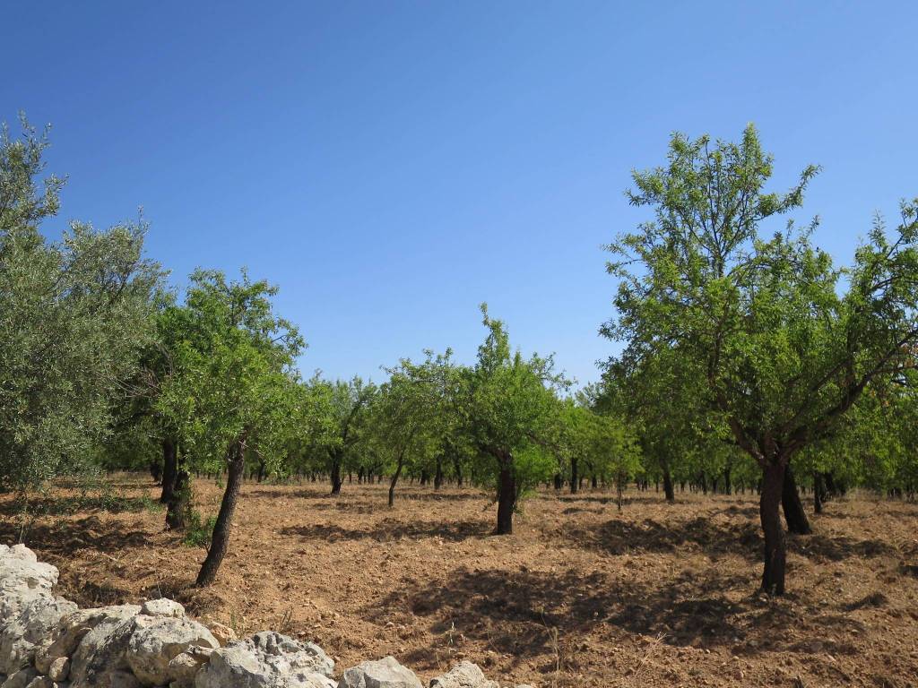 Terreno a Noto in Strada Statale Sud Occidentale Sicula - Foto 5