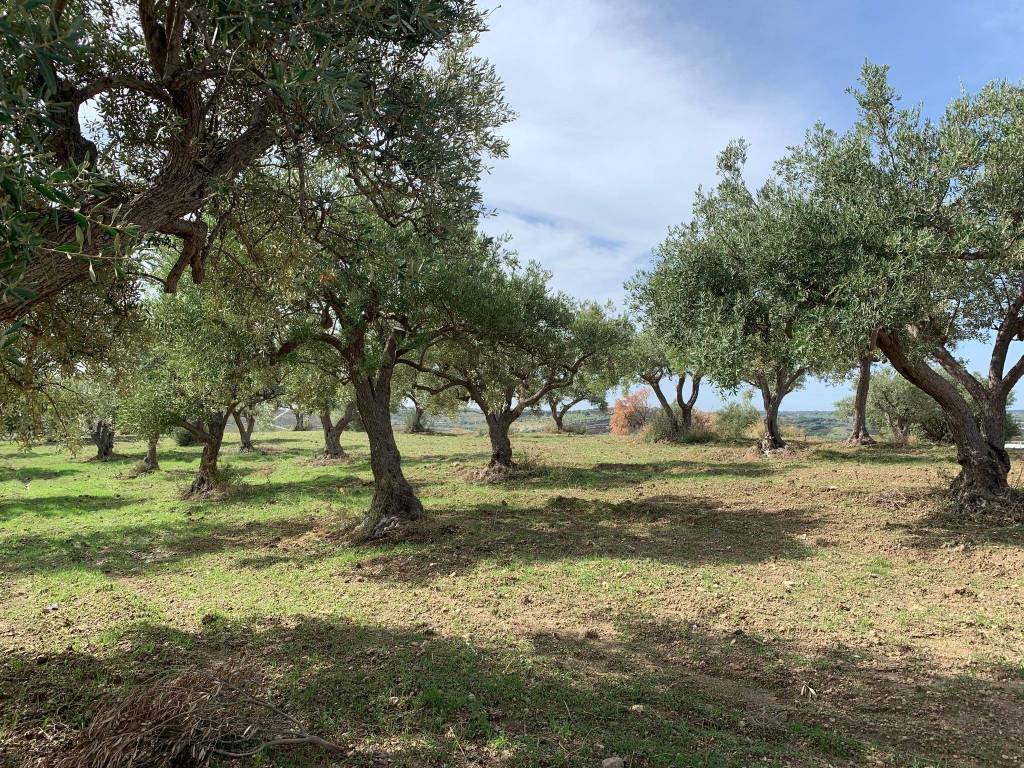 Terreno a Noto in Strada Provinciale 26 S.N.C. - Foto 5