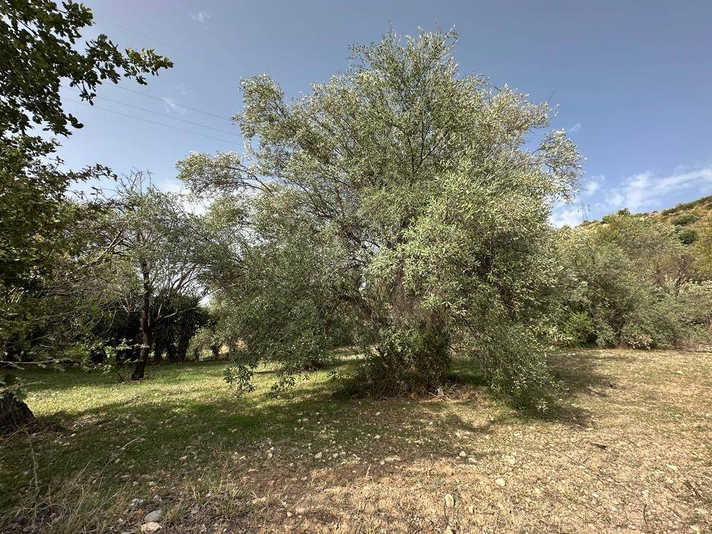 Terreno a Noto in Contrada Fiumara - Foto 4