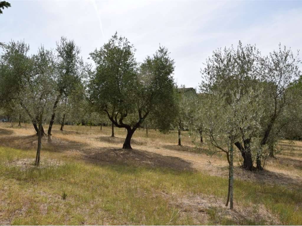 Terreno a Foiano della chiana - Foto 4