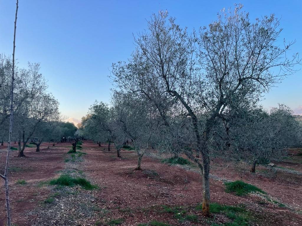 Rustico / casale a Ceglie messapica in SS581 - Foto 3
