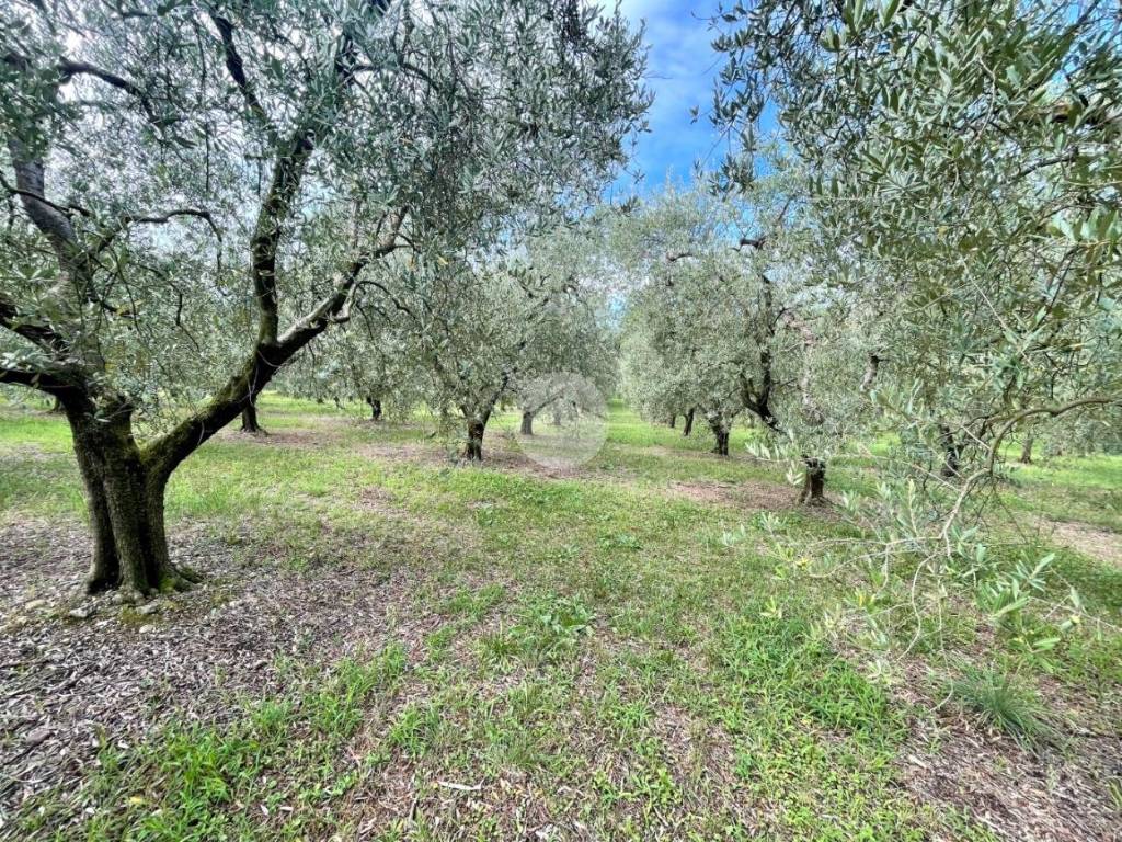 Terreno a Bardolino - Foto 2