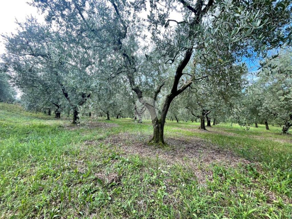 Terreno a Bardolino - Foto 4