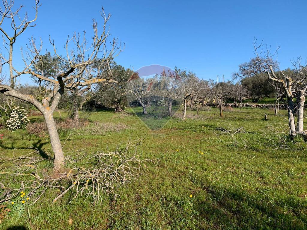 Rustico / casale a Polignano a mare in C.da Zerraglia - Foto 3